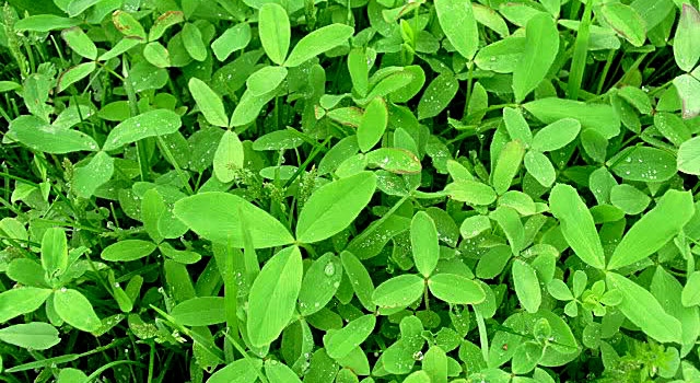 Agricultural Products